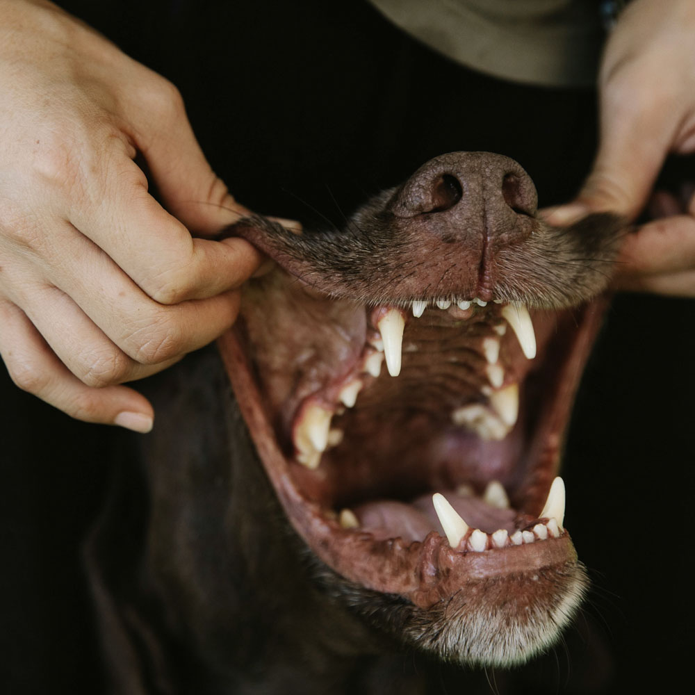 Oostermoer_behandelingen_02