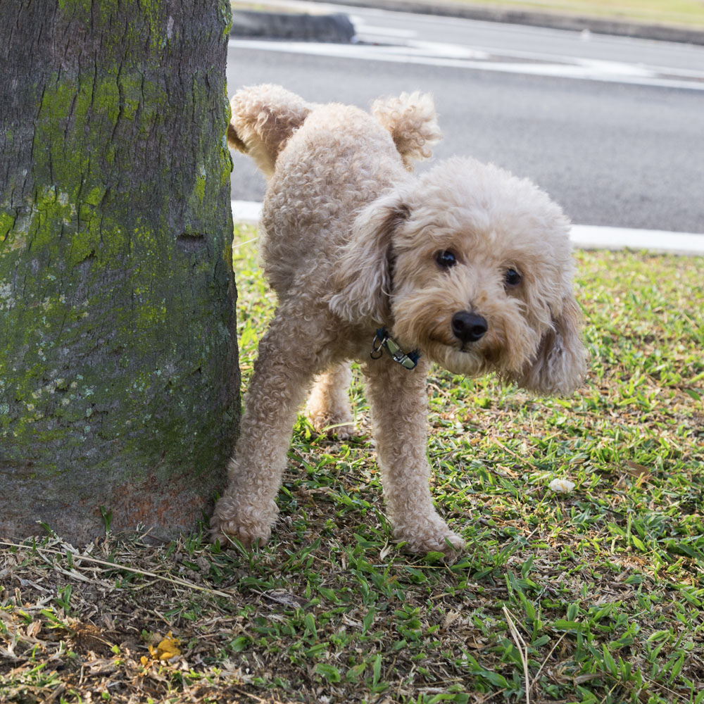 Male,Poodle,Urinating,Pee,On,Tree,Trunk,To,Mark,Territory